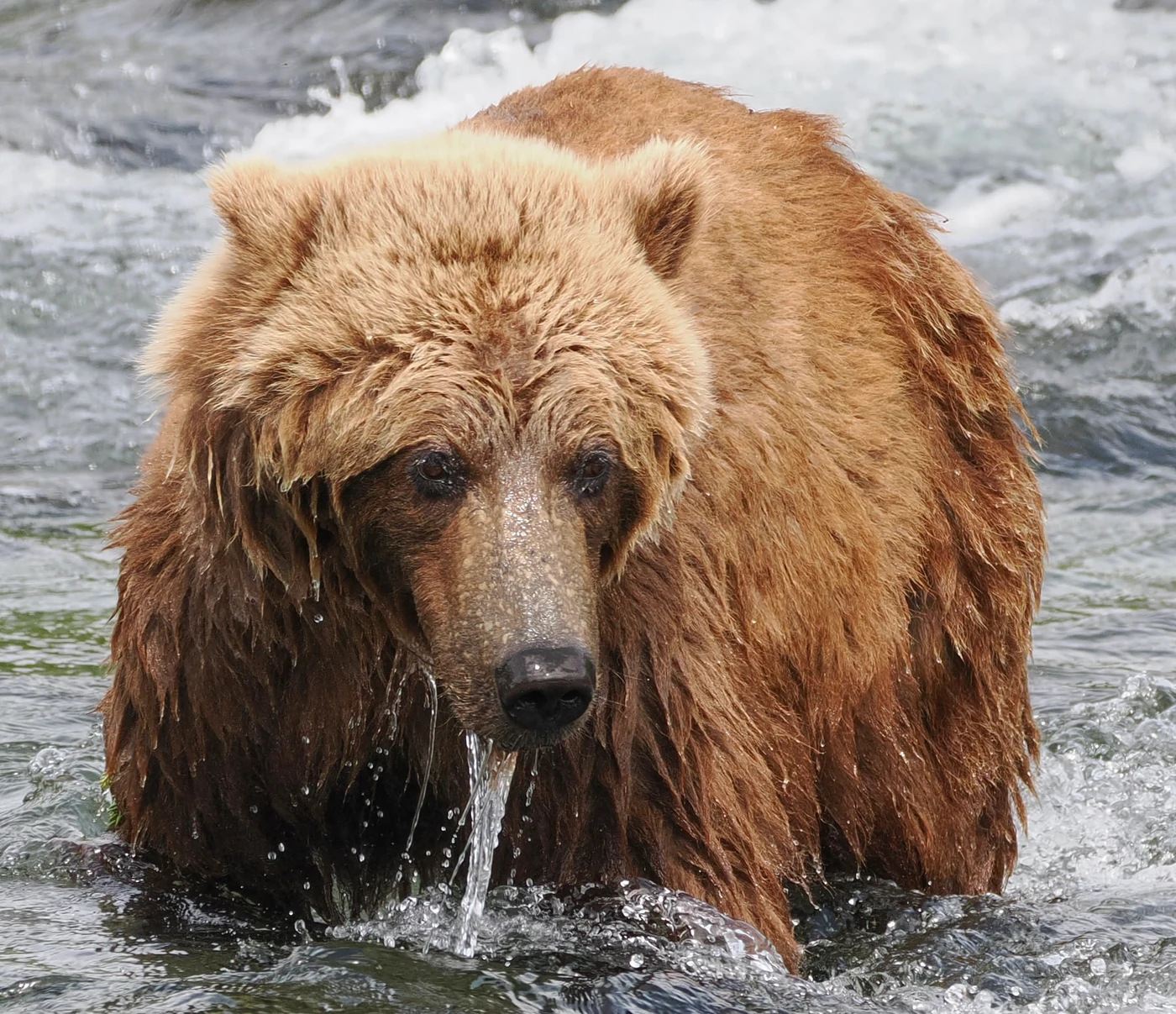 A photo taken by Jacob Padilla. Location: Katmai, Alaska